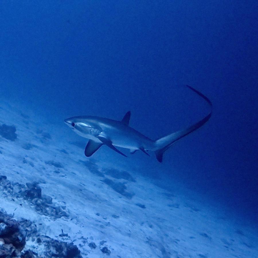 Tiger Shark Residence & Dive Fuvahmulah Extérieur photo