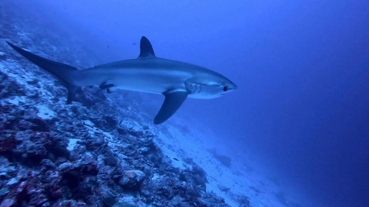Tiger Shark Residence & Dive Fuvahmulah Extérieur photo