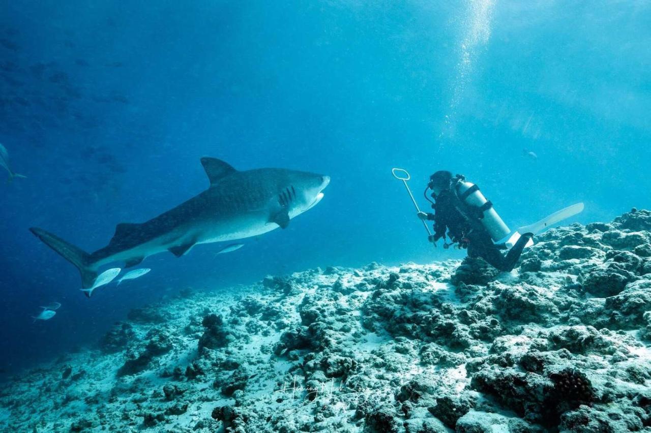 Tiger Shark Residence & Dive Fuvahmulah Extérieur photo